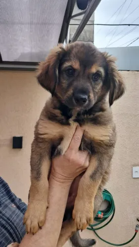 DOAÇÃO DE CACHORRA FILHOTE DE PASTOR ALEMÃO