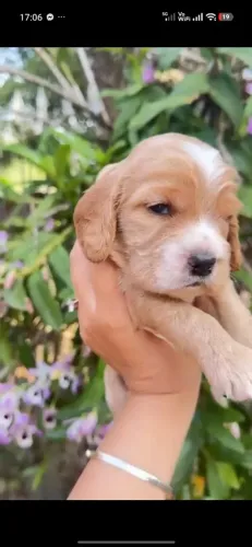Cocker spaniel inglês macho