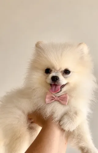 Spitz alemão anão