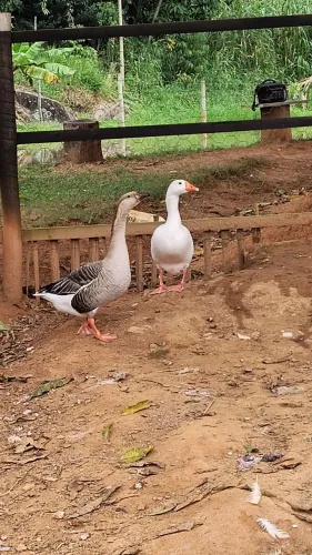 Gansos e marrecos