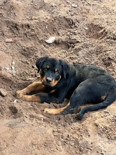 Rottweiler macho 