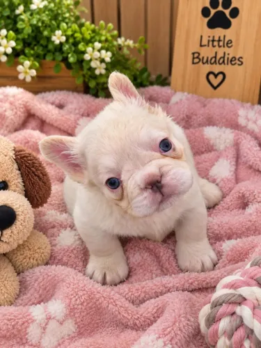 Bulldog Francês fêmea Platinum Fluffy