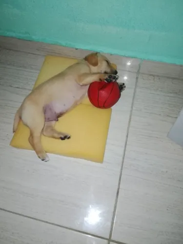 Cachorro labrador.