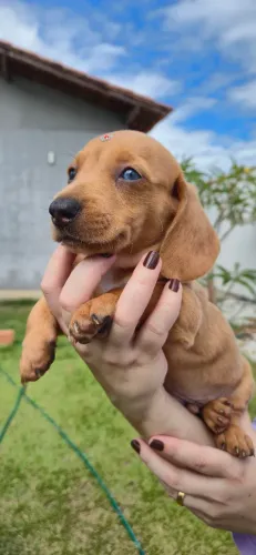Filhote Dachshund (Salsicha) Macho