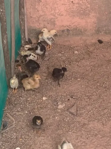 Pintinhos caipiras de 20 dias