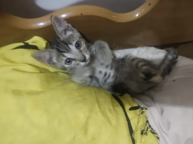 Doação de gata filhote para adoção responsável