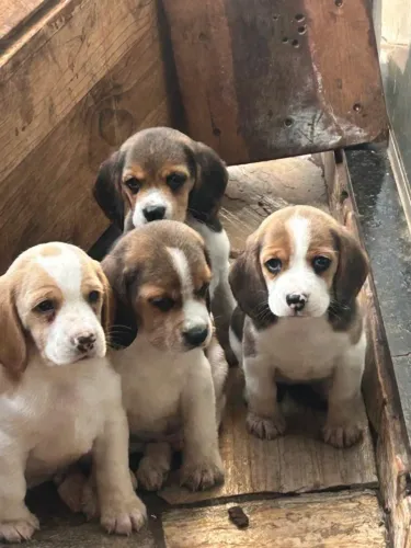 Filhotes de beagle