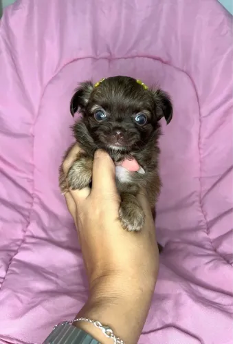 Chihuahua choco diluído pronta entrega, vacinada, vermifugada e pedigree. Olhos claros !