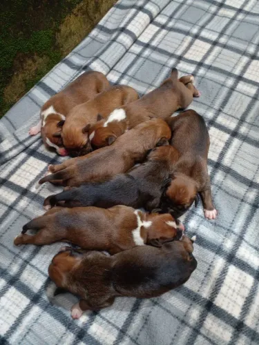 Cachorro filhote Boxer 