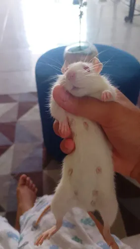 Rato Twister fêmea