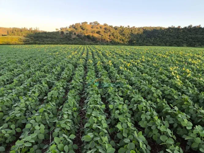 Fazenda à venda, 1318900 m² por R$ 14.000.000,00 - Centro - Roncador/PR