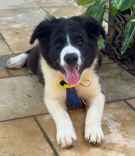 Filhote de Border Collie