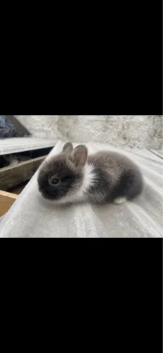 Mini coelho