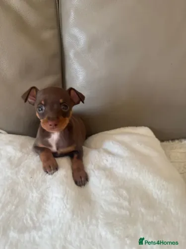Bebezinho Pinscher/ Pincher brincalhão e super apegado à família