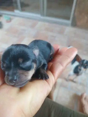 Pinscher