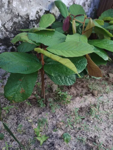 Vendo 6 mudas de cupuaçu 
