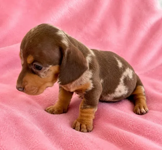 Dachshund ACEITO CARTÃO