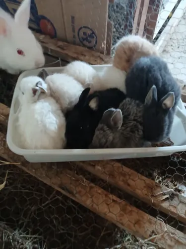 Vende-se mini Coelhos nethelard HOLANDÊS 