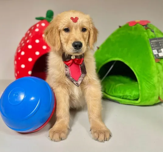 Golden Retrieve macho