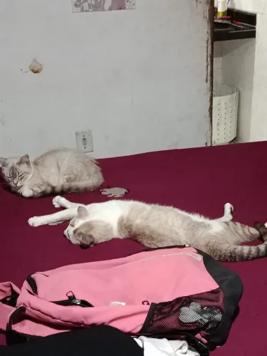 GATINHO MACHO DOANDO