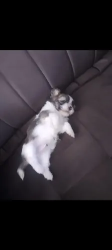 Filhotes de Lhasa Apso 