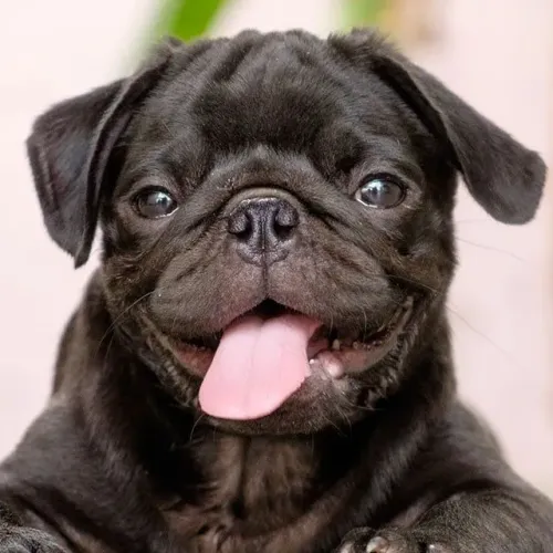 Procuro fêmea pug acima 1 de idade