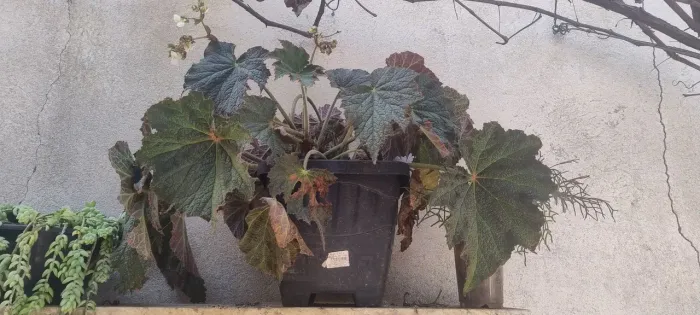 Plantas