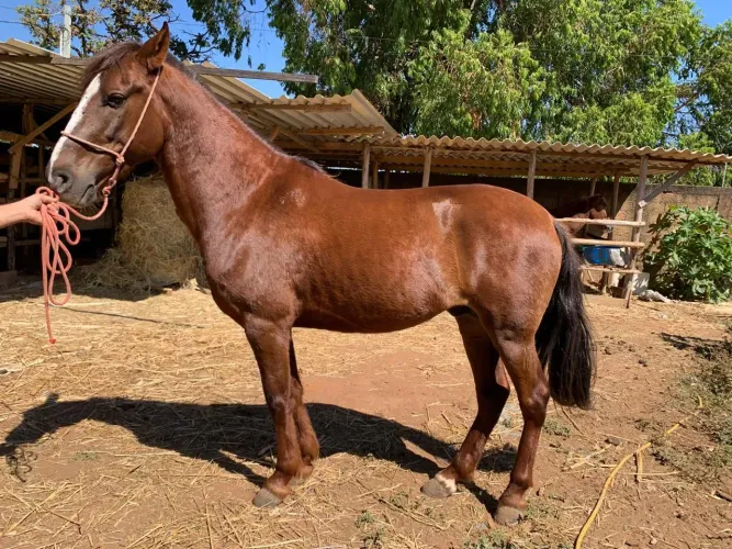 Mangalarga Registrado