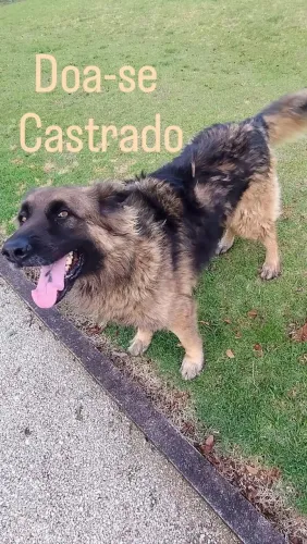 Doa-se cão