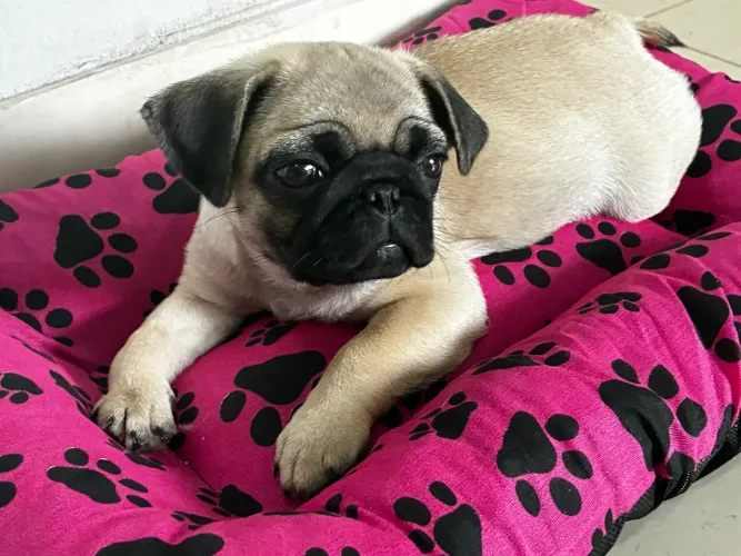 Pug filhote fêmea 50dias