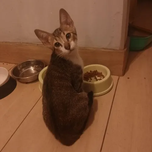 Doa-se gatinho macho 3 meses