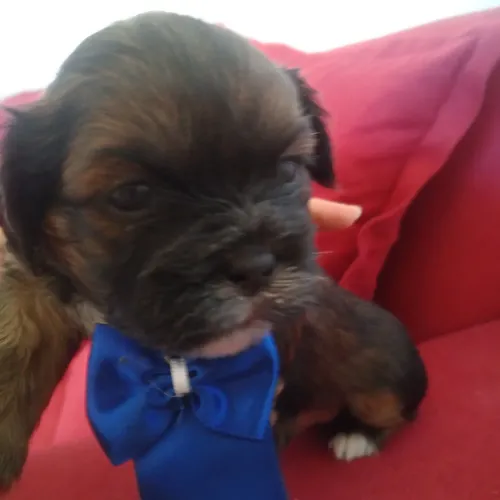 Machinhos de Shih-Poo