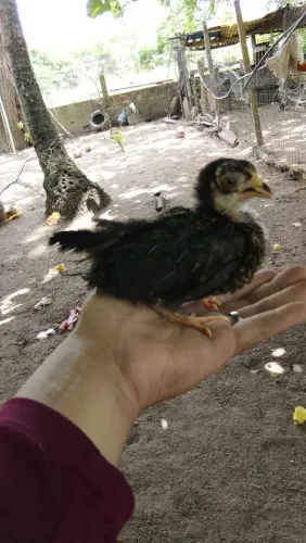Duas miniaturas ainda franguinhas