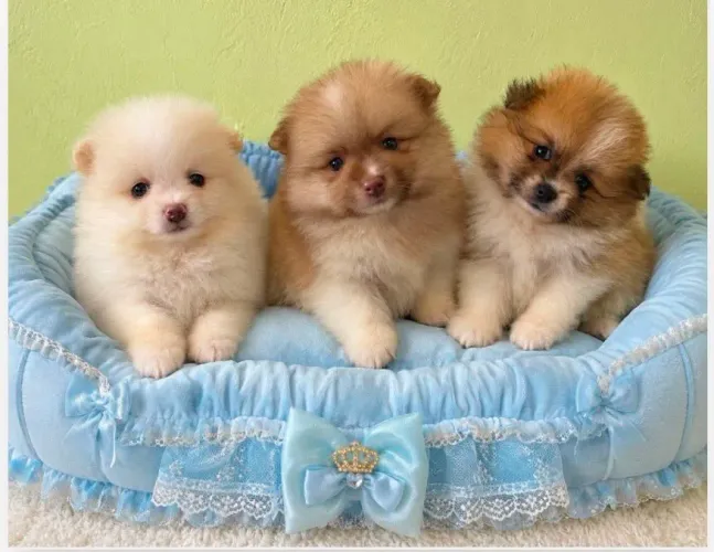 Filhote de Lulu da Pomerânia MACHO