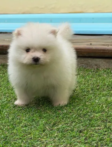 Doa-se cachorro