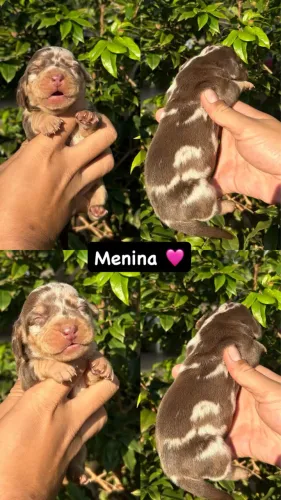Filhotes Dachshund miniatura