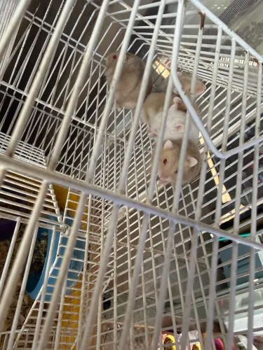 Hamster