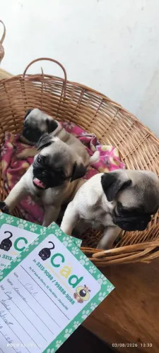 Pugs fêmeas