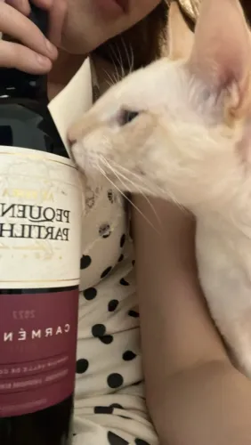 GATINHA PARA DOAÇÃO