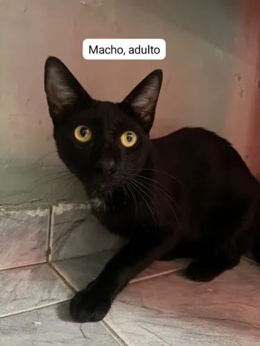 Adoção de gatos