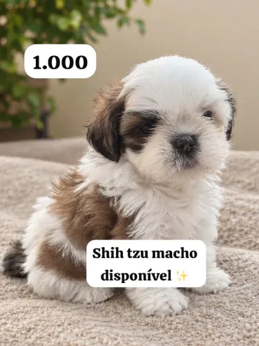 Shih Tzu Macho
