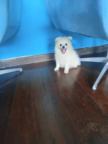 Spitz alemão femêa 