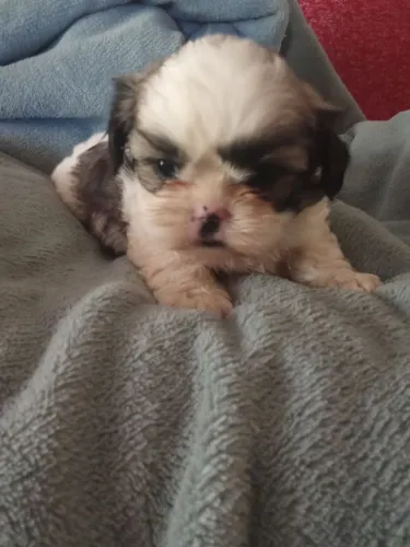 Shih tsu 