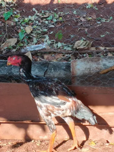 Frango