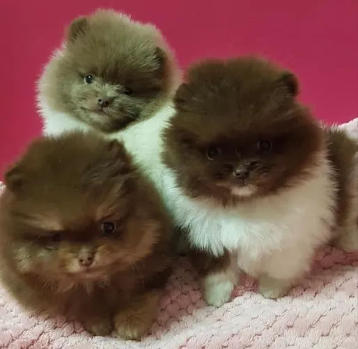Lulu da Pomerania Anão Filhotinhos chocolates