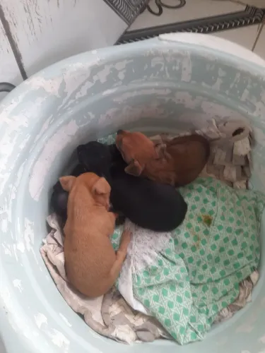 Vende-se Filhotes de pinscher