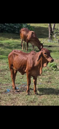 Sind bezerra PO