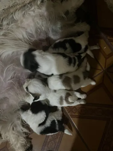 Cachorro Shiatsu