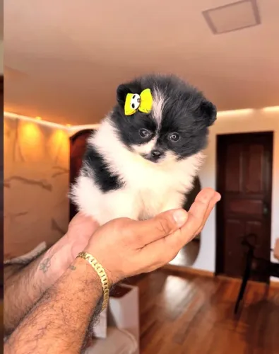 Lulu da pomerania-A pronta entrega/Garanta já o seu