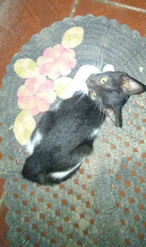 Doação Responsável: Um Gatinho Macho